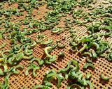 大人の為のゴーヤの佃煮作り方1写真
