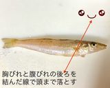 【基本】キスの捌き方(刺身編)作り方3写真