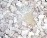 亀戸の味純レバ丼！鶏レバーの甘辛炒め作り方48写真