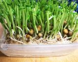 超簡単〜豆苗ゴマ油炒め作り方2写真
