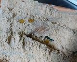秋鮭のムニエル　カレー風味で作り方3写真