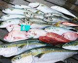 釣った魚で鯖の一夜干し☆鯵、真鯛、鰤共通作り方1写真