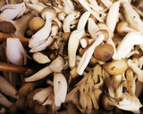 キノコ類で醤油煮！ご飯のお供ナメタケ風？作り方3写真