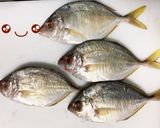 カイワリの捌き方(刺身まで)鯵の仲間作り方1写真