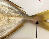 カイワリの捌き方(刺身まで)鯵の仲間作り方6写真