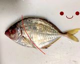 カイワリの捌き方(刺身まで)鯵の仲間作り方12写真