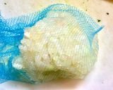 ツナ餃子・玉ねぎと大葉で作り方5写真