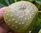 エアーポテト(宇宙芋)の天ぷら作り方6写真
