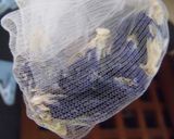 デトックスとアンチエイジング‥「蝶豆茶」作り方7写真