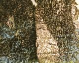 簡単おつまみハム海苔キムチのムンク巻き作り方1写真