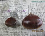 秋の味　栗あん作り方2写真
