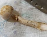 ナガエノスギタケとワカメの焼きキノコ作り方2写真