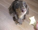 愛犬と一緒に食べれるさつまいもクッキー作り方7写真