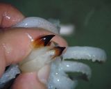 わた入り♪イカの丸ごと煮♪下処理説明有♪作り方4写真