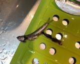 カタクチイワシの炙り ✿ 七味しょうゆ作り方1写真
