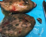 丸はぎの煮付け（下処理から）作り方2写真