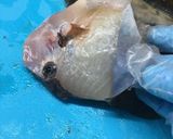 丸はぎの煮付け（下処理から）作り方3写真