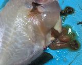 丸はぎの煮付け（下処理から）作り方5写真