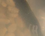 アサリとジャガイモの炊いたの作り方2写真