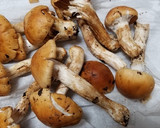 クリフウセンタケ、とろろ昆布の焼きキノコ作り方1写真