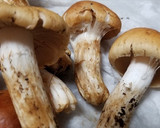クリフウセンタケ、とろろ昆布の焼きキノコ作り方2写真