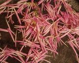 紫菊ともずく酢の合わせ作り方2写真