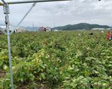 丹波篠山の黒枝豆作り方1写真