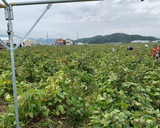 丹波篠山の黒枝豆作り方1写真
