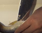 【基本レシピ】ブラックバスのポワレ作り方5写真