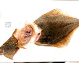 真カレイの煮付け作り方2写真
