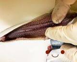 【基本】さんまの三枚おろし(刺身まで)作り方5写真