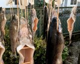 マスの燻製 （ソミュール液）作り方9写真