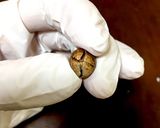 どんぐり クッキー作り方4写真