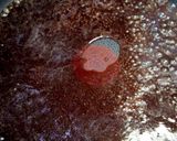 サーロインでタリアータ！大人レモンソース作り方13写真