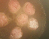 にぎにぎ楽しい♪小間肉とさつまいもの煮物作り方3写真