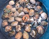 あさりとボイルイカのトマトスパゲティ作り方1写真