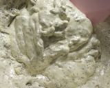 さつまいもと黒ごまのケーキ作り方12写真