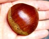 レンジで簡単！甘くてホクホク栗おこわ作り方8写真