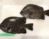 イシガキダイの中華蒸し（清蒸斑石鯛）作り方1写真