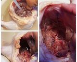 バーミキュラで丸鶏の参鶏湯作り方4写真