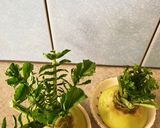 大根の葉を育て食べましょう作り方3写真