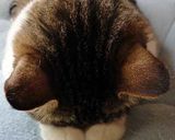 コクうま味噌鍋作り方15写真