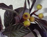 さっぱり　びわ茶作り方1写真