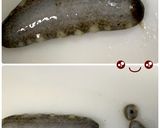 【基本】ナマコの捌き方からナマコの酢の物作り方5写真