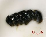 【基本】ナマコの捌き方からナマコの酢の物作り方8写真