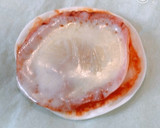 レンジで簡単2分！餃子の皮とハムのピザ作り方7写真