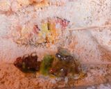 たことアボカドの串揚げ作り方5写真