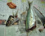 おすすめ!!アジのりゅうきゅう…他作り方1写真