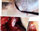【基本】ブリの捌き方(三枚おろし)作り方2写真