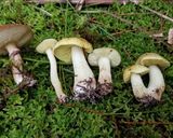 アンズタケなど天然キノコ3種の炒め物作り方2写真